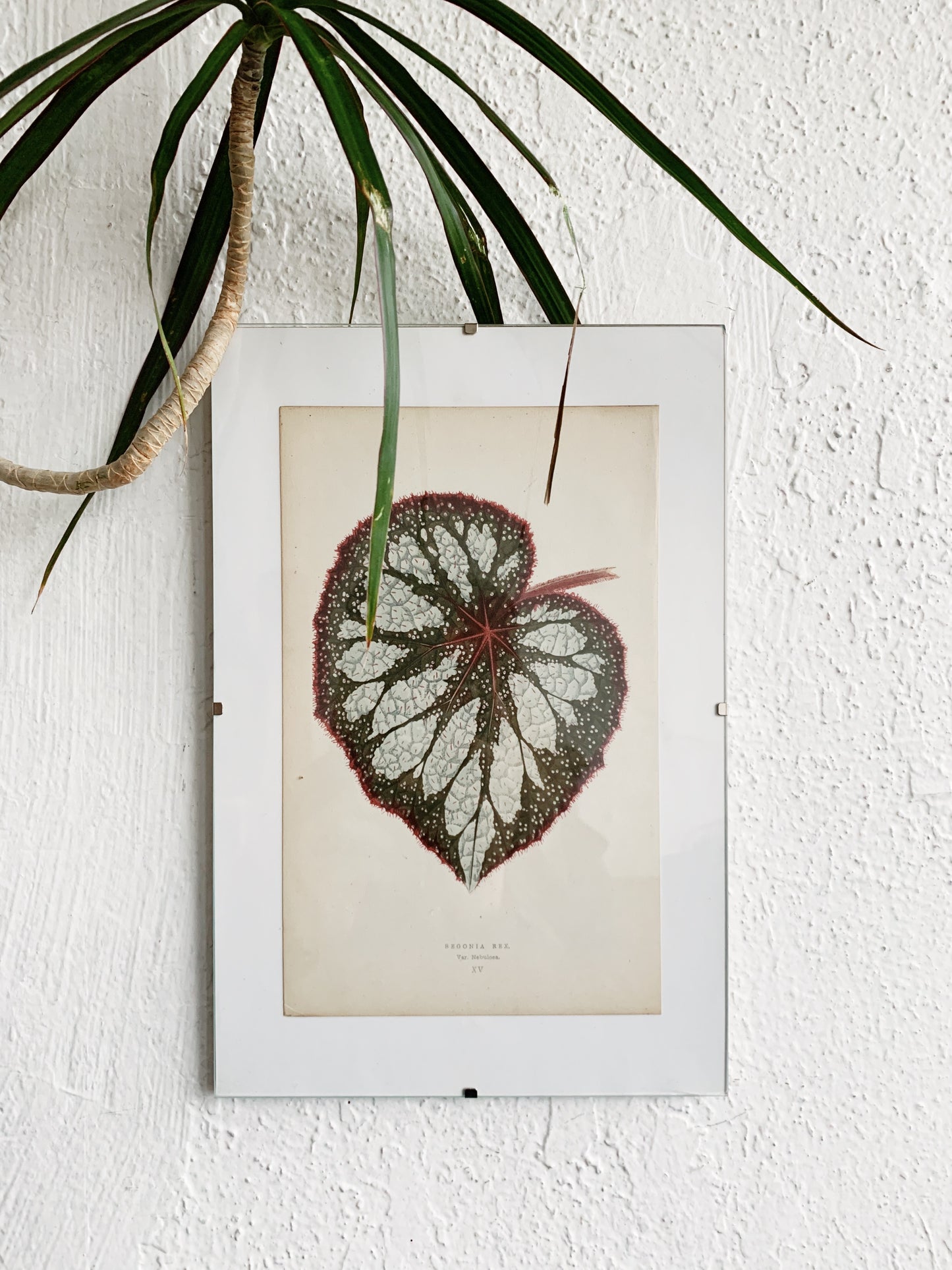 Vintage Begonia Rex Book Plate in Clip Frame