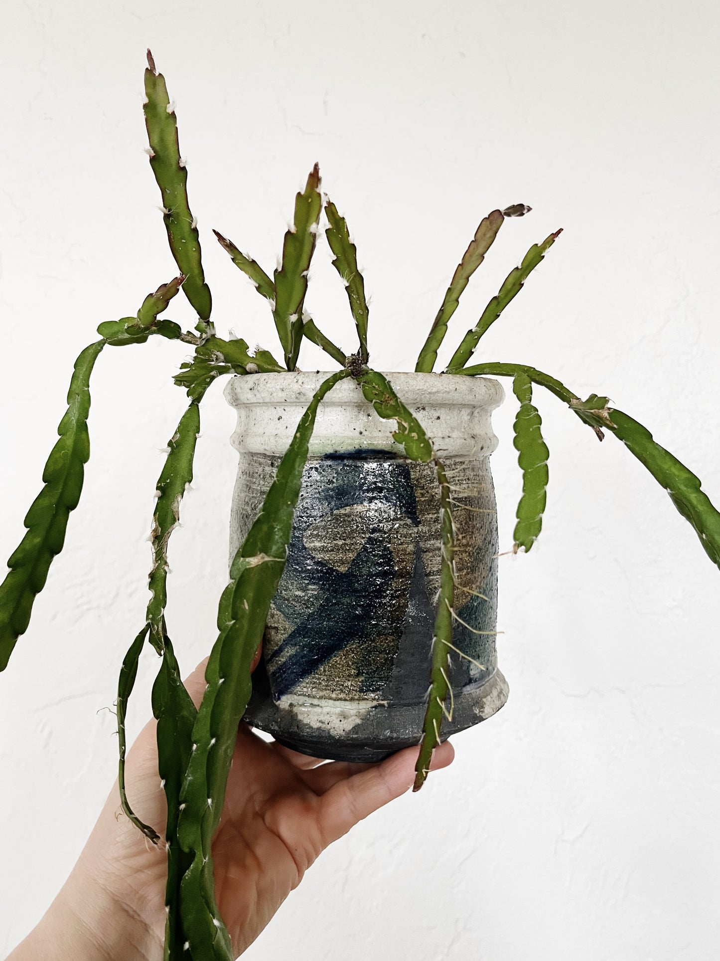 Lepismium Cruciforme in Vintage Ceramic