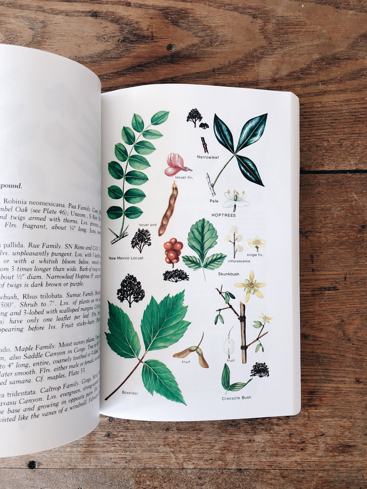 Vintage Grand Canyon Field Guide