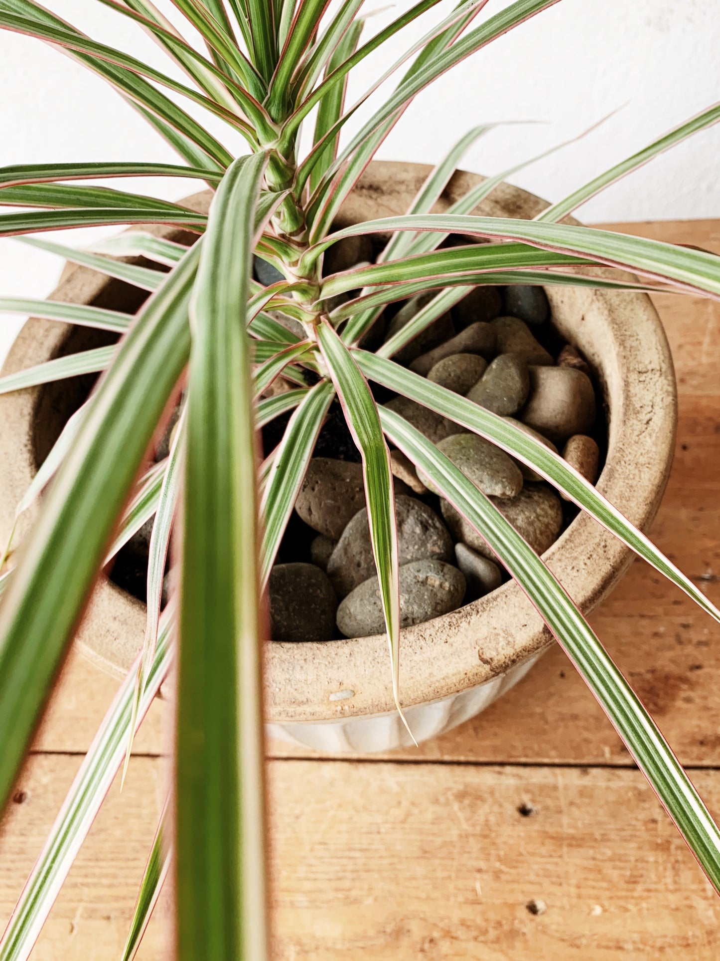 Medium Sized Potted Dracaena