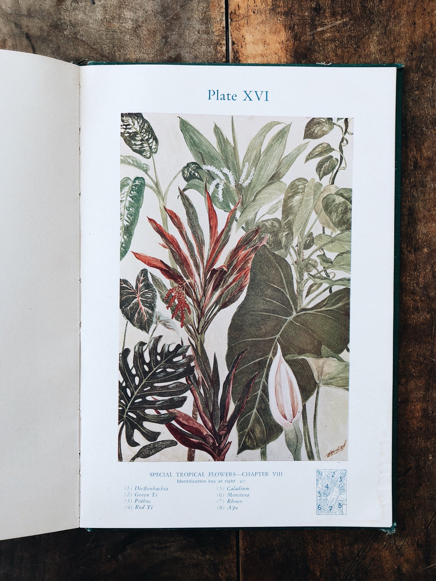 Vintage Botanical Book