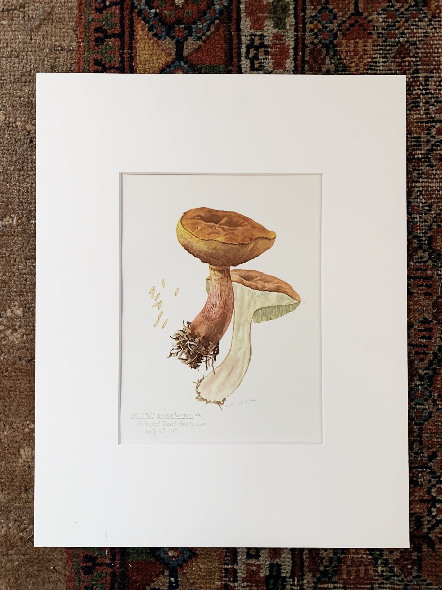 Boletus Subvelutipes Vintage Matted Print