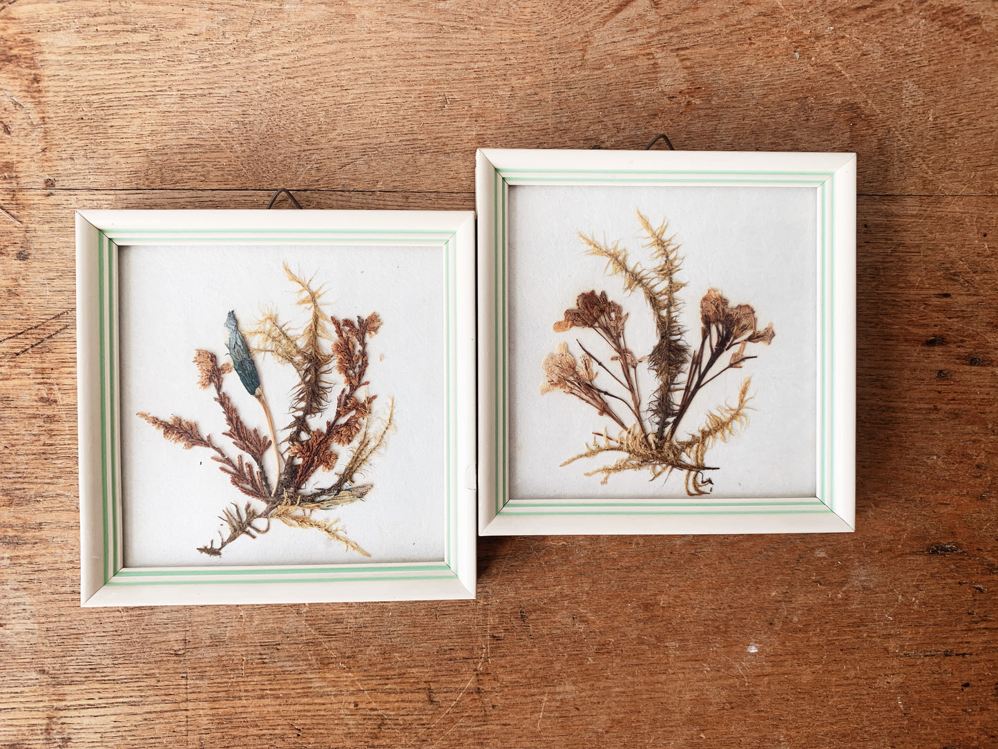 Vintage Framed Dried Flowers