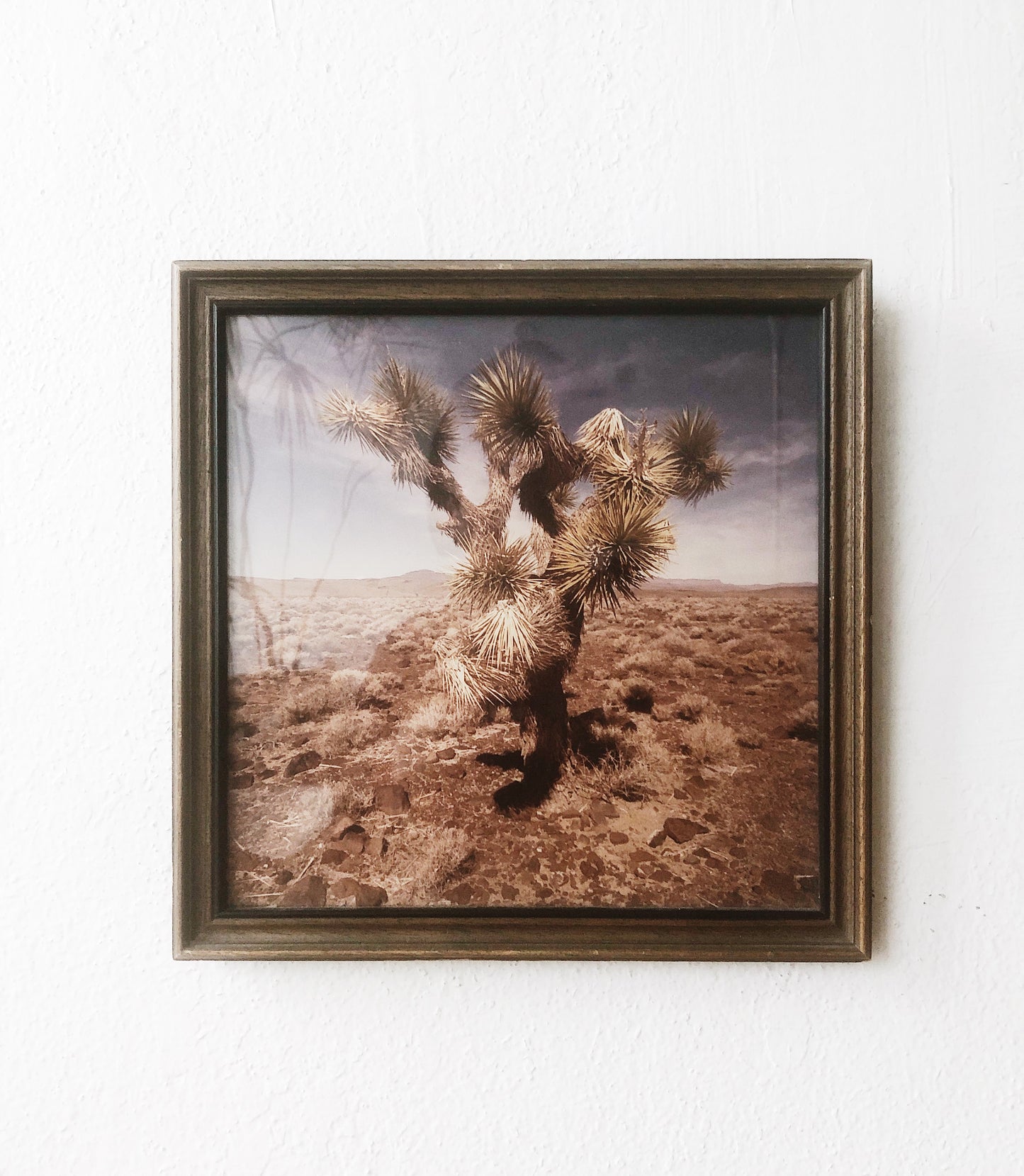 Vintage Cactus Film Photo