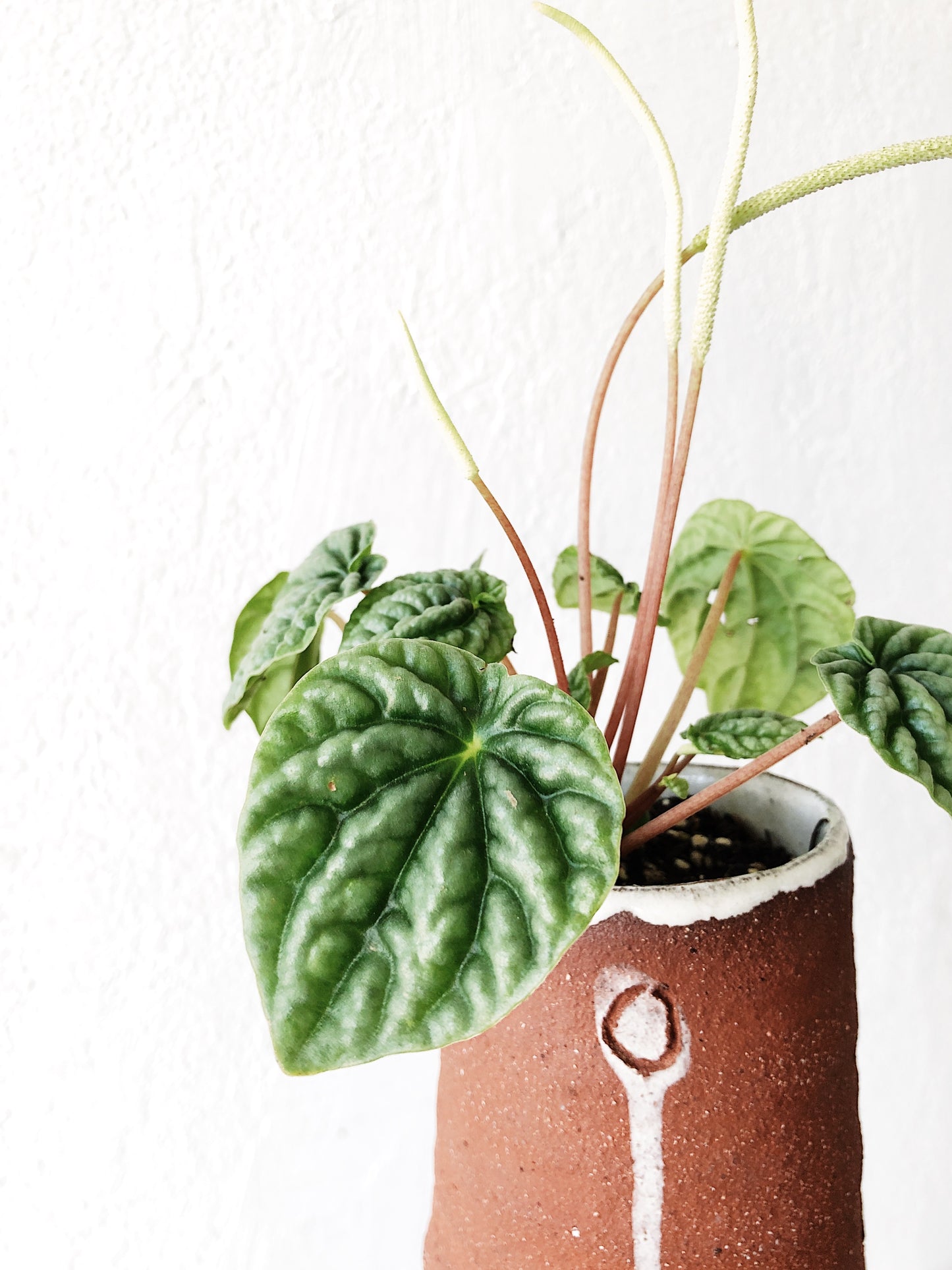 Pepperomia in Handmade Ghost Dancer Pot