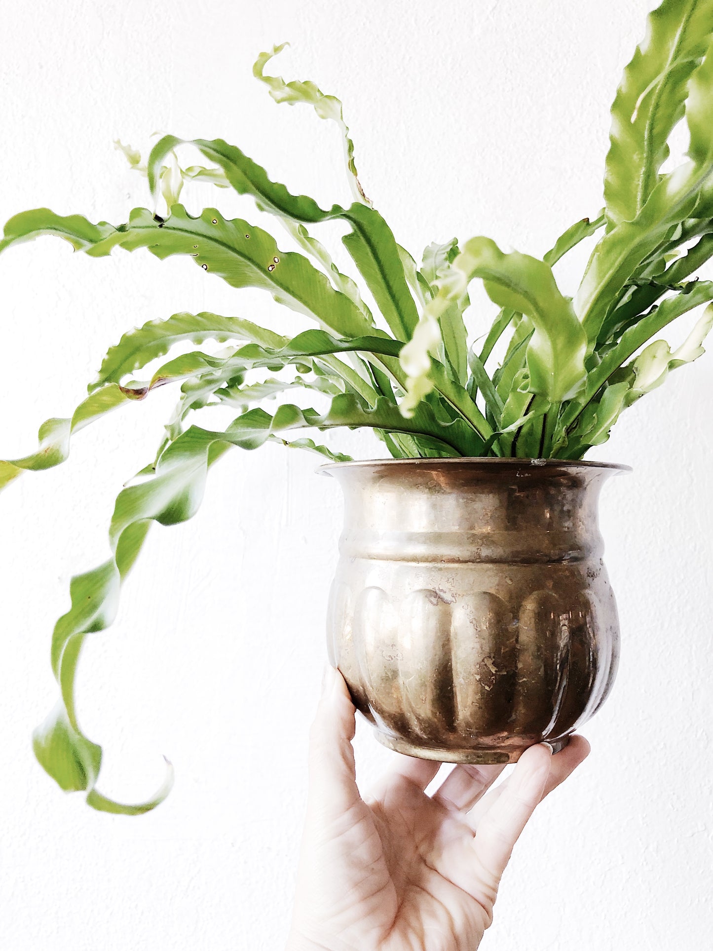 Vintage Brass Plant Pot