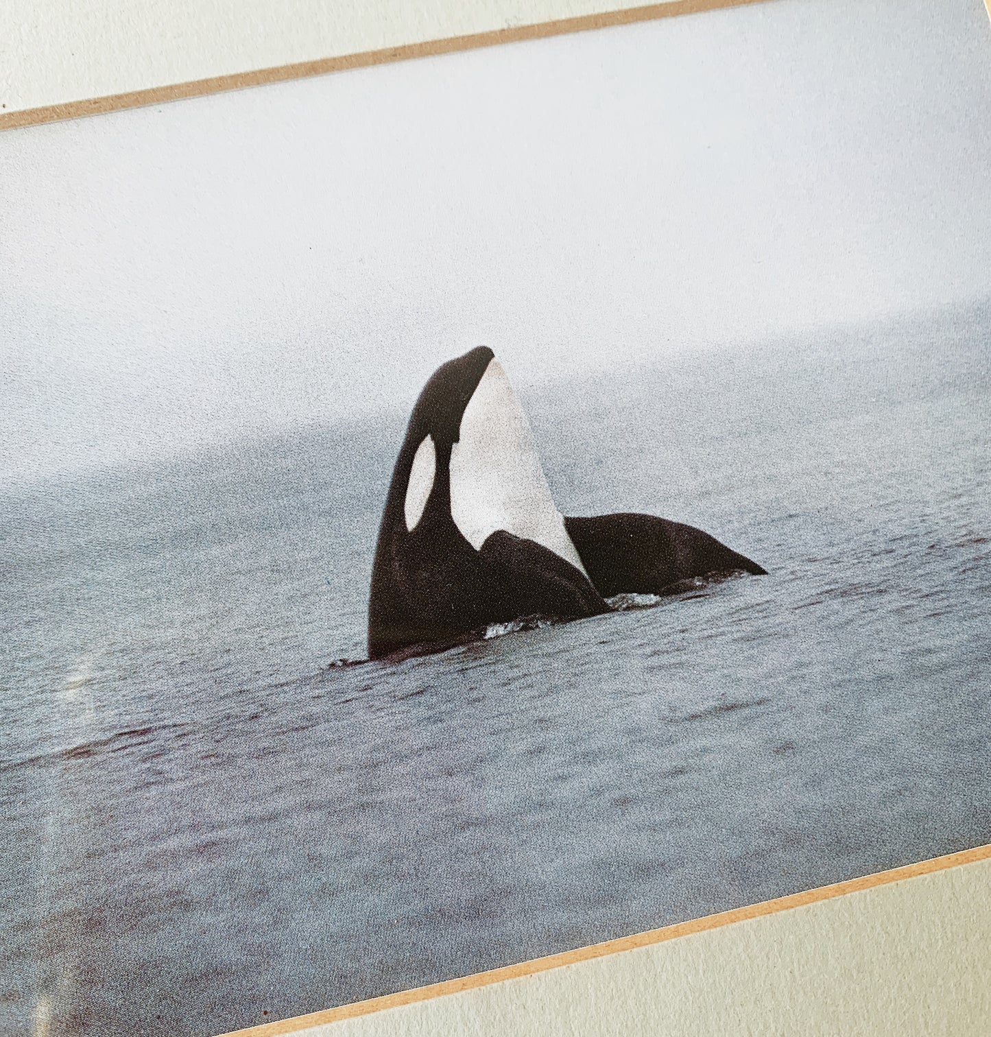 Framed Orca Photograph