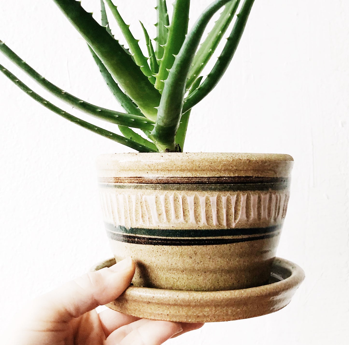 Aloe Arborescens in Vintage Clay