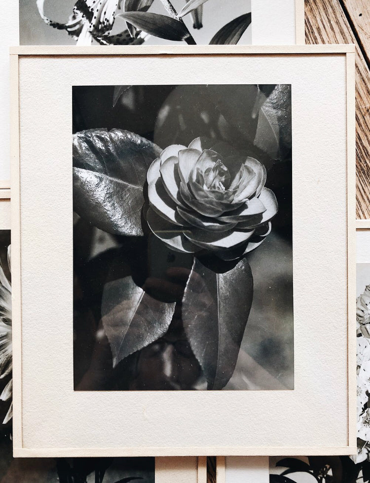 Vintage Original Botanical Photograph
