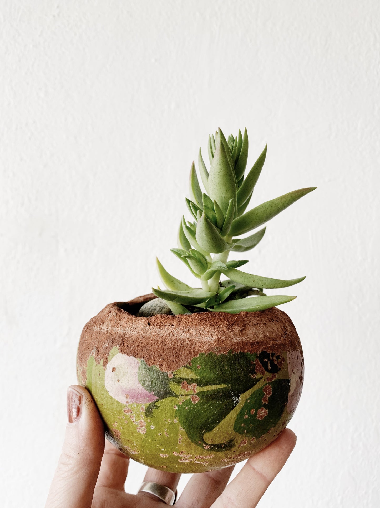 Potted Succulent