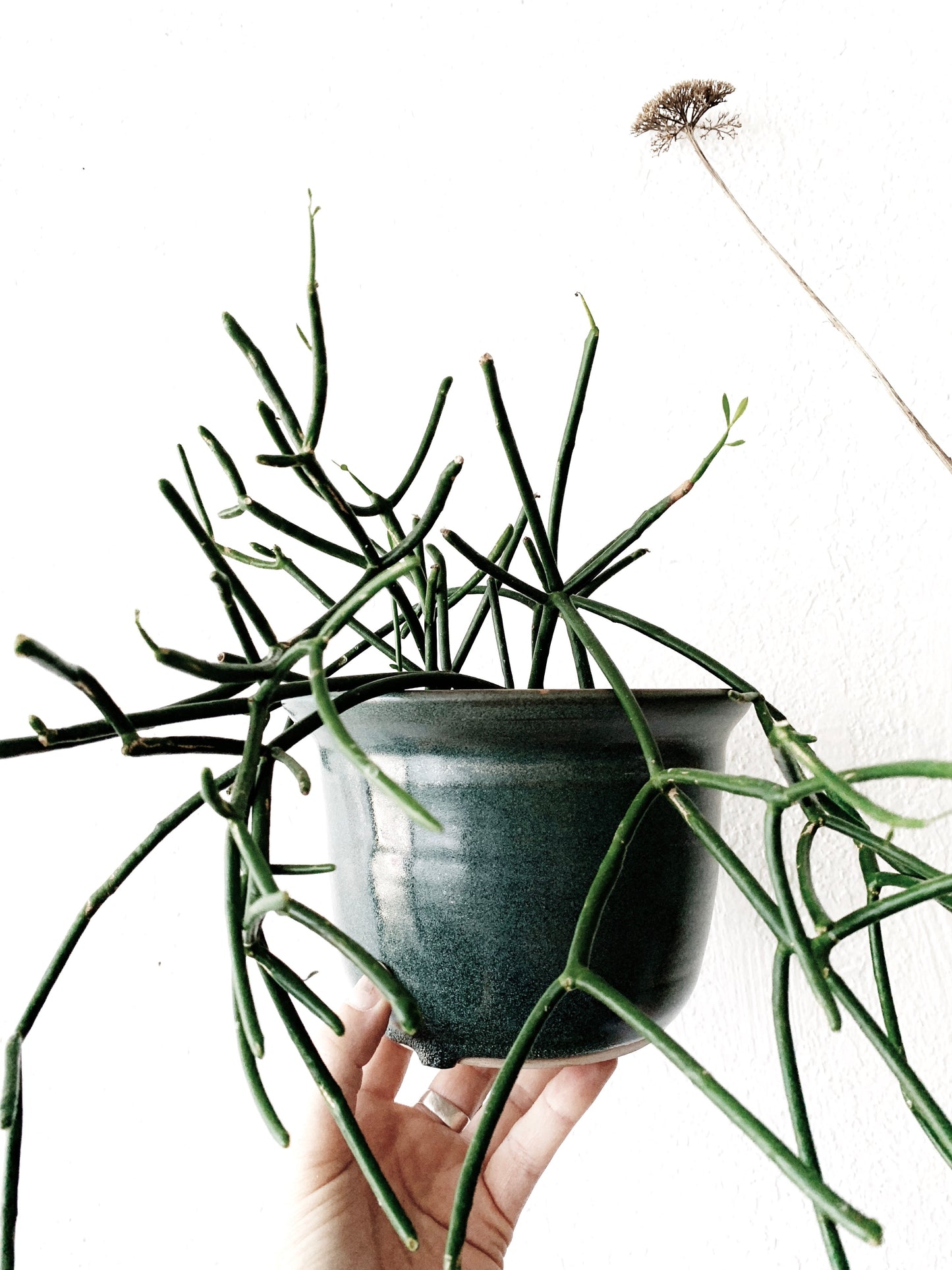 Handmade Pottery Bowl / Planter