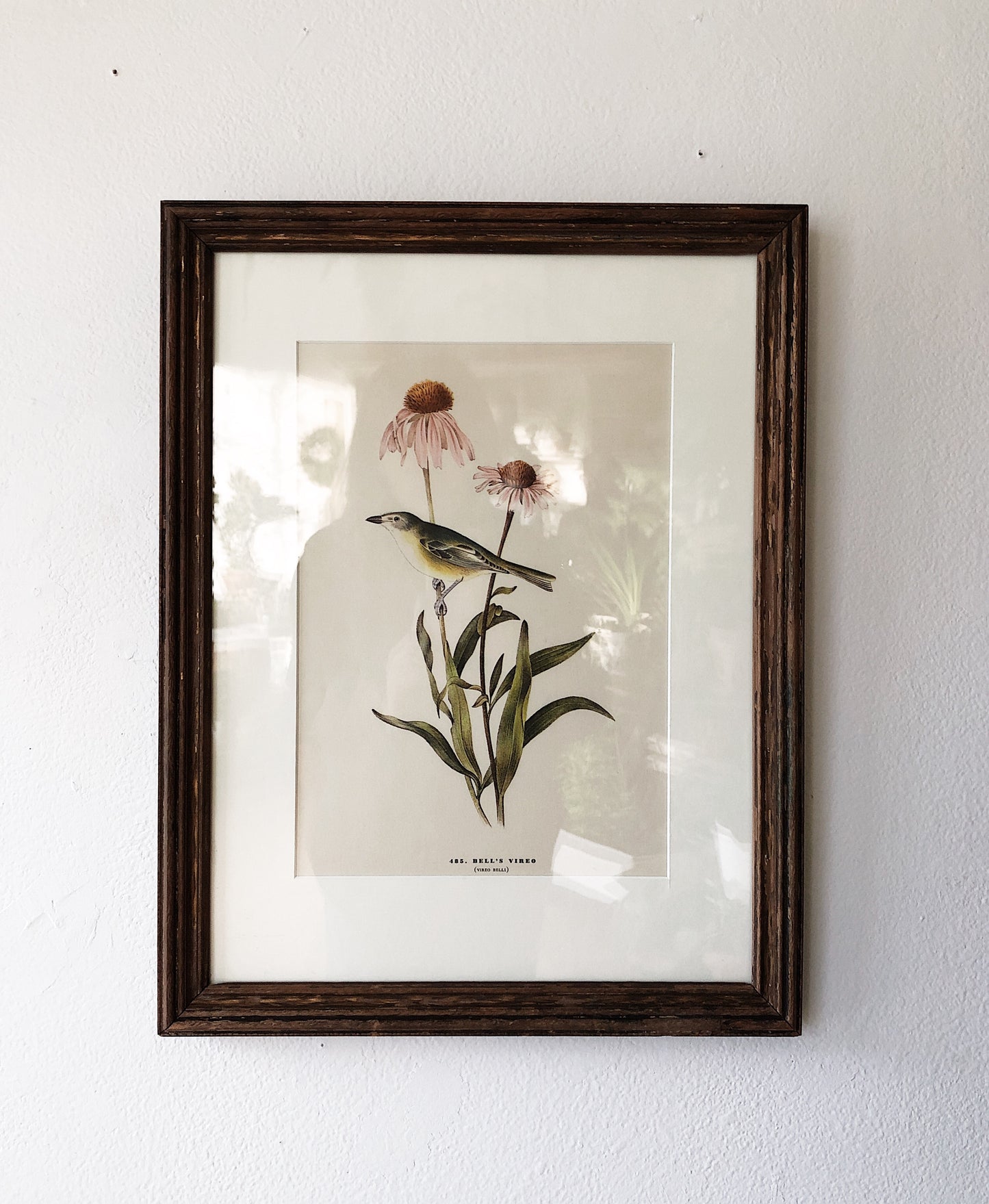 Antique Framed Audubon Plate