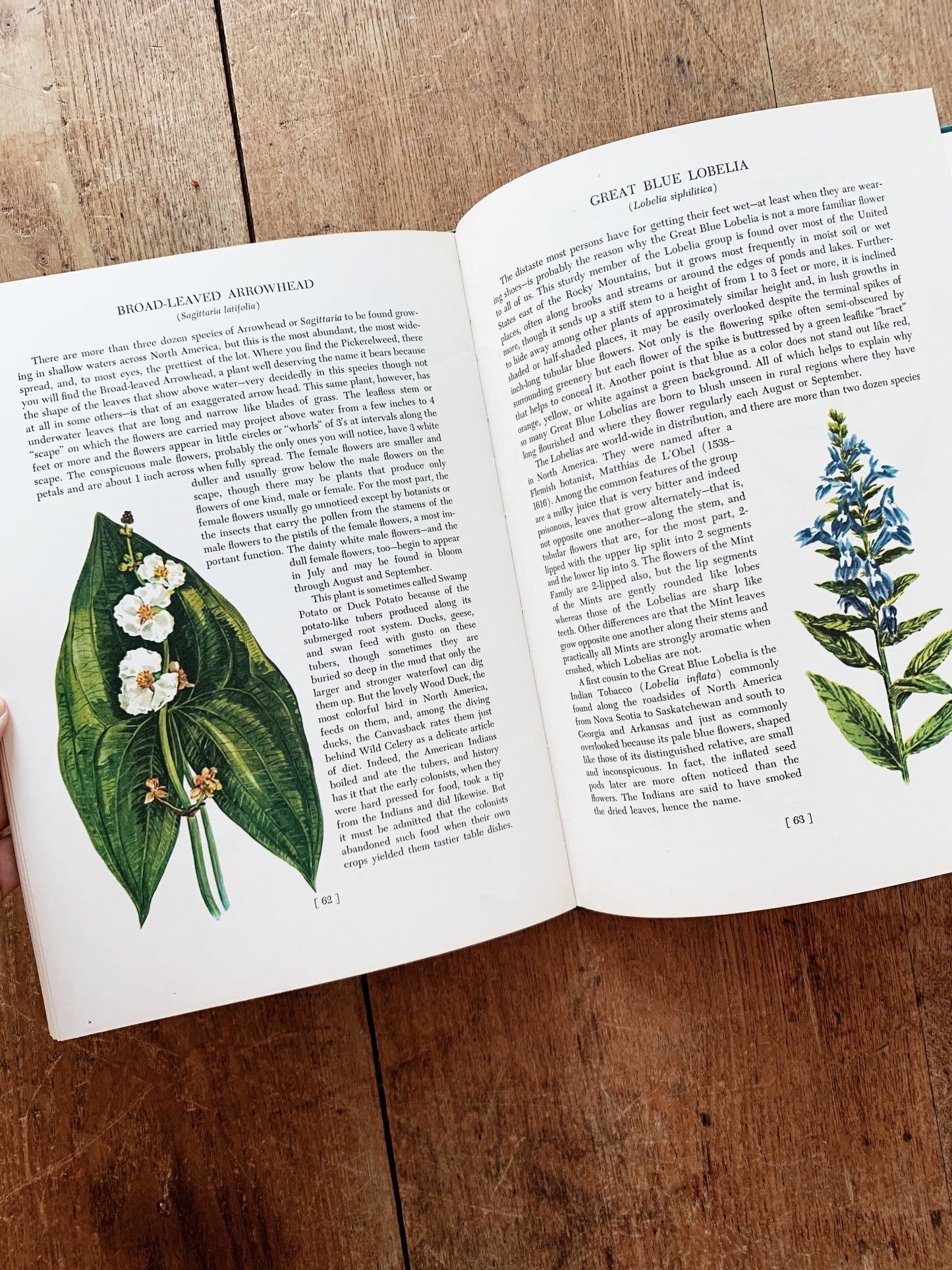 An Introduction to Wildflowers Hardcover 1952