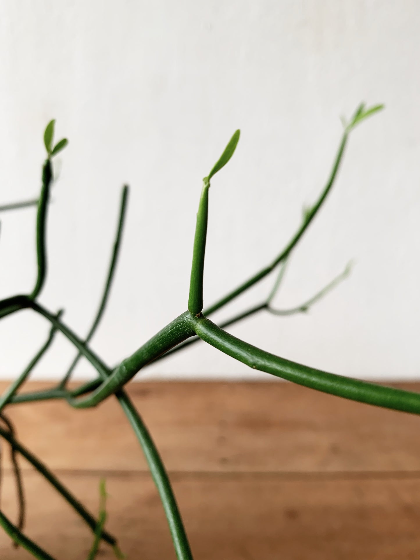 Larger Sized Potted Walking Stick Cactus