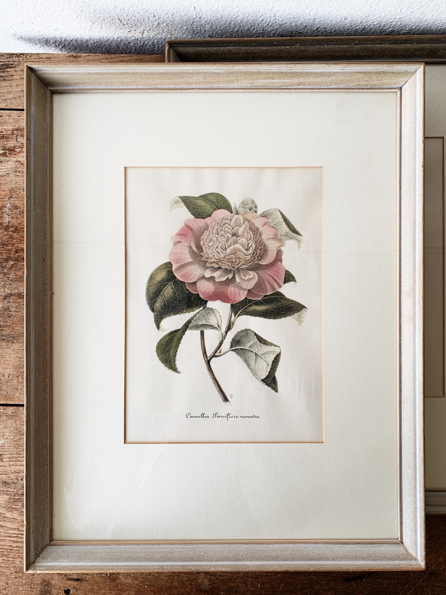 RESERVED Antique Framed Camellia Litho