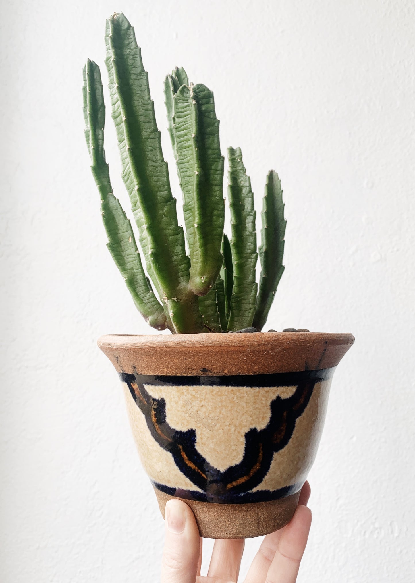 Potted Cactus