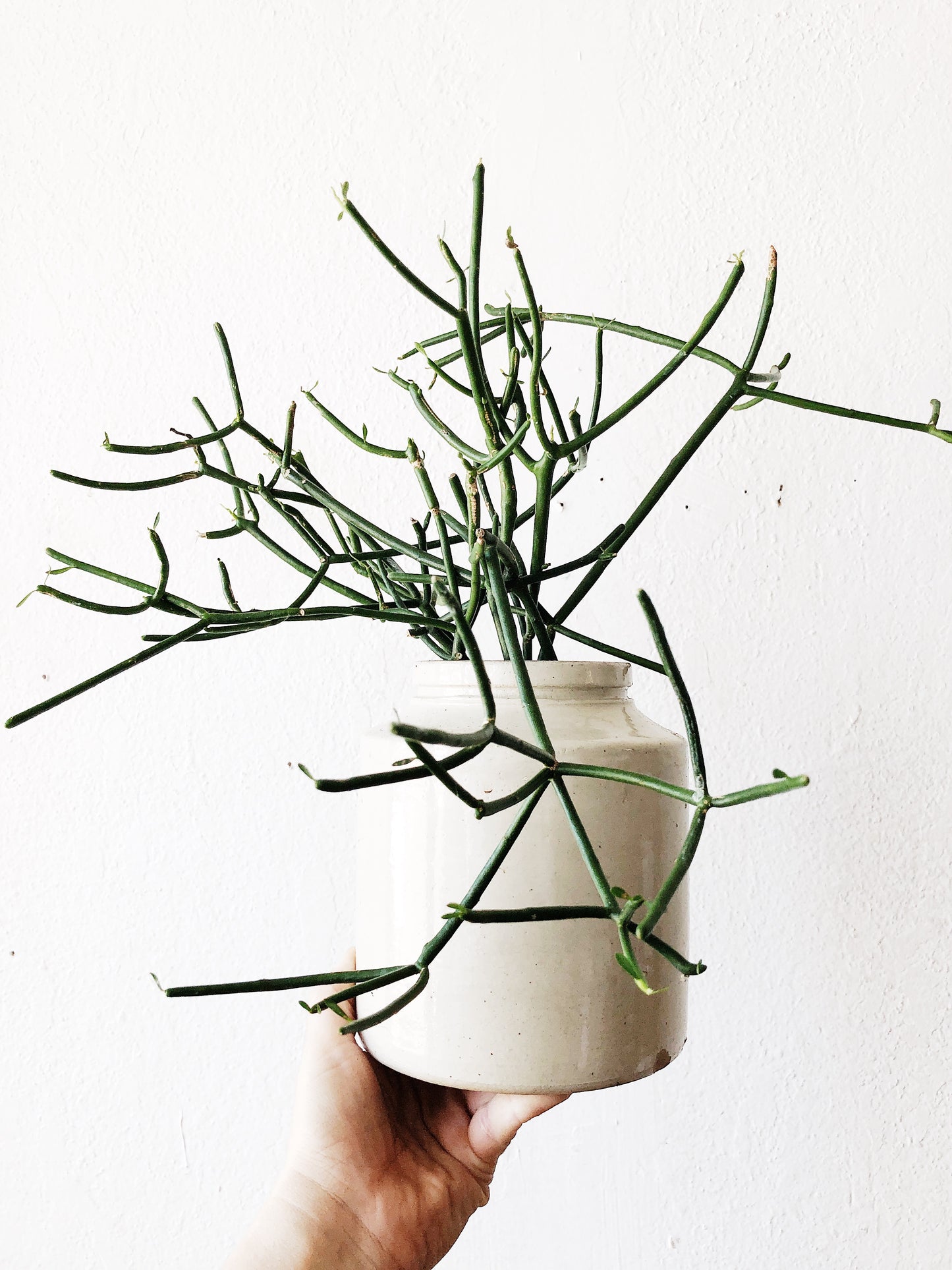 Walking Stick Cactus in Antique Crock