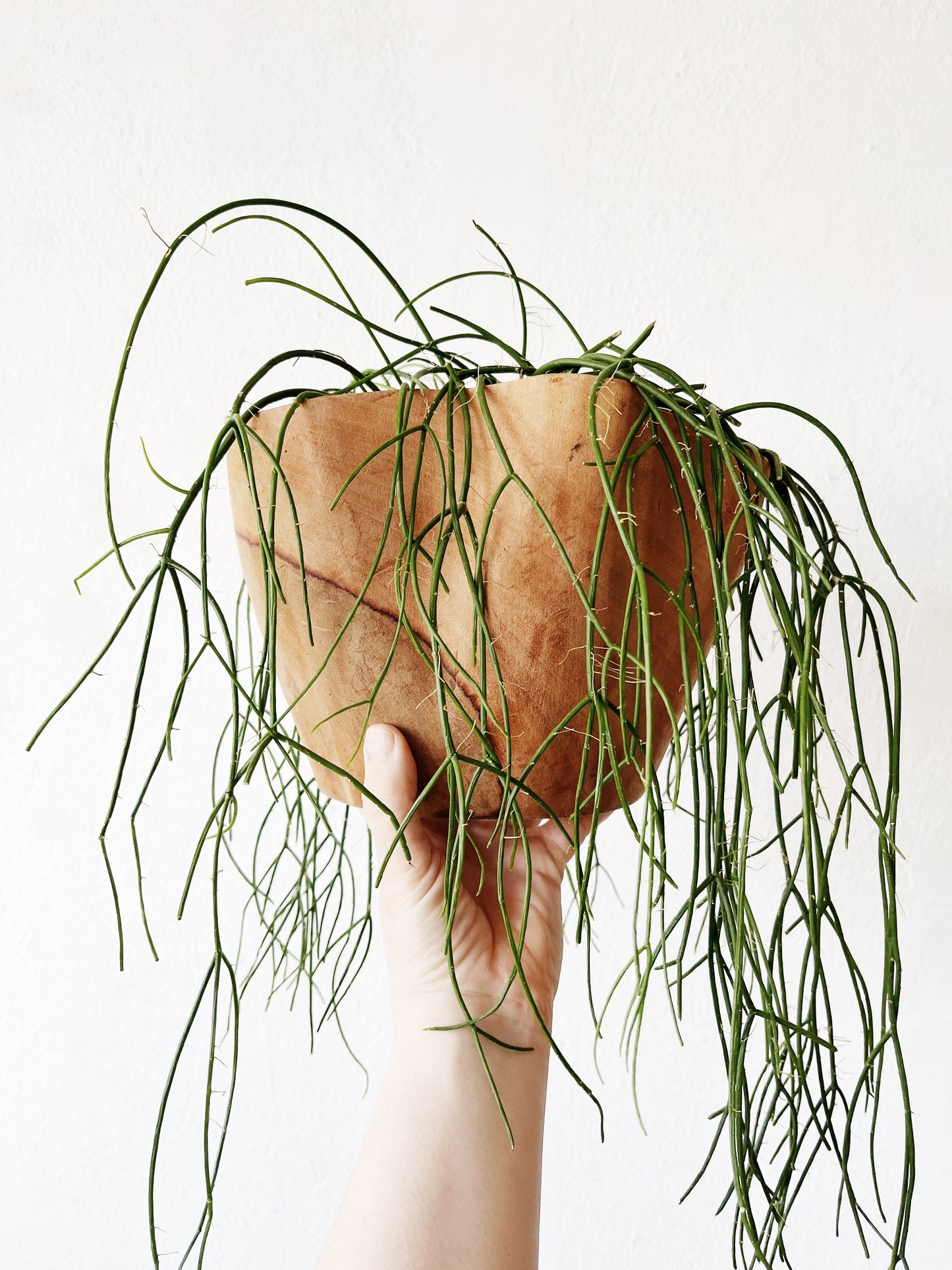 Rhipsalis Baccifera in Hand Turned Wood