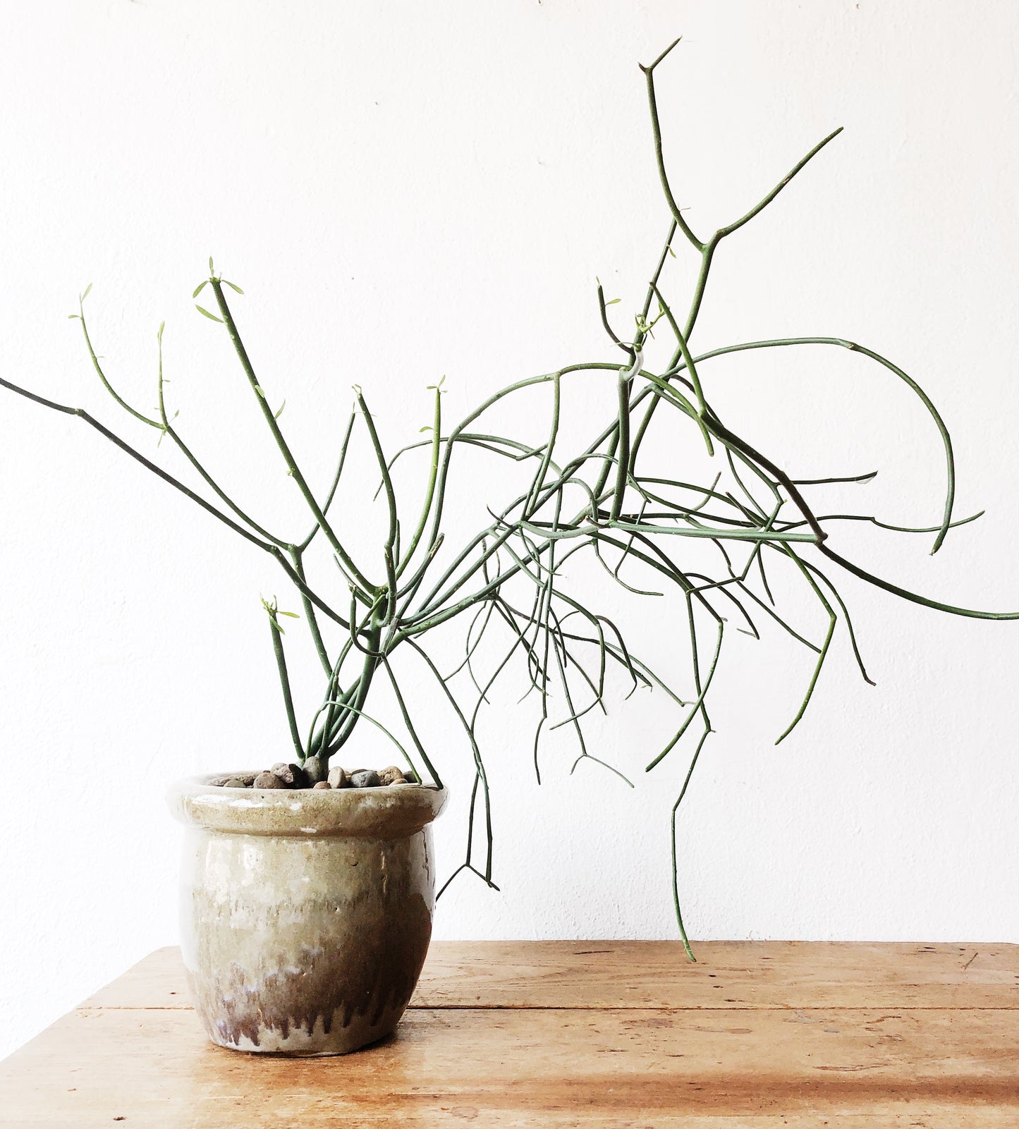 Large Euphorbia Tirucalli in Vintage Stoneware