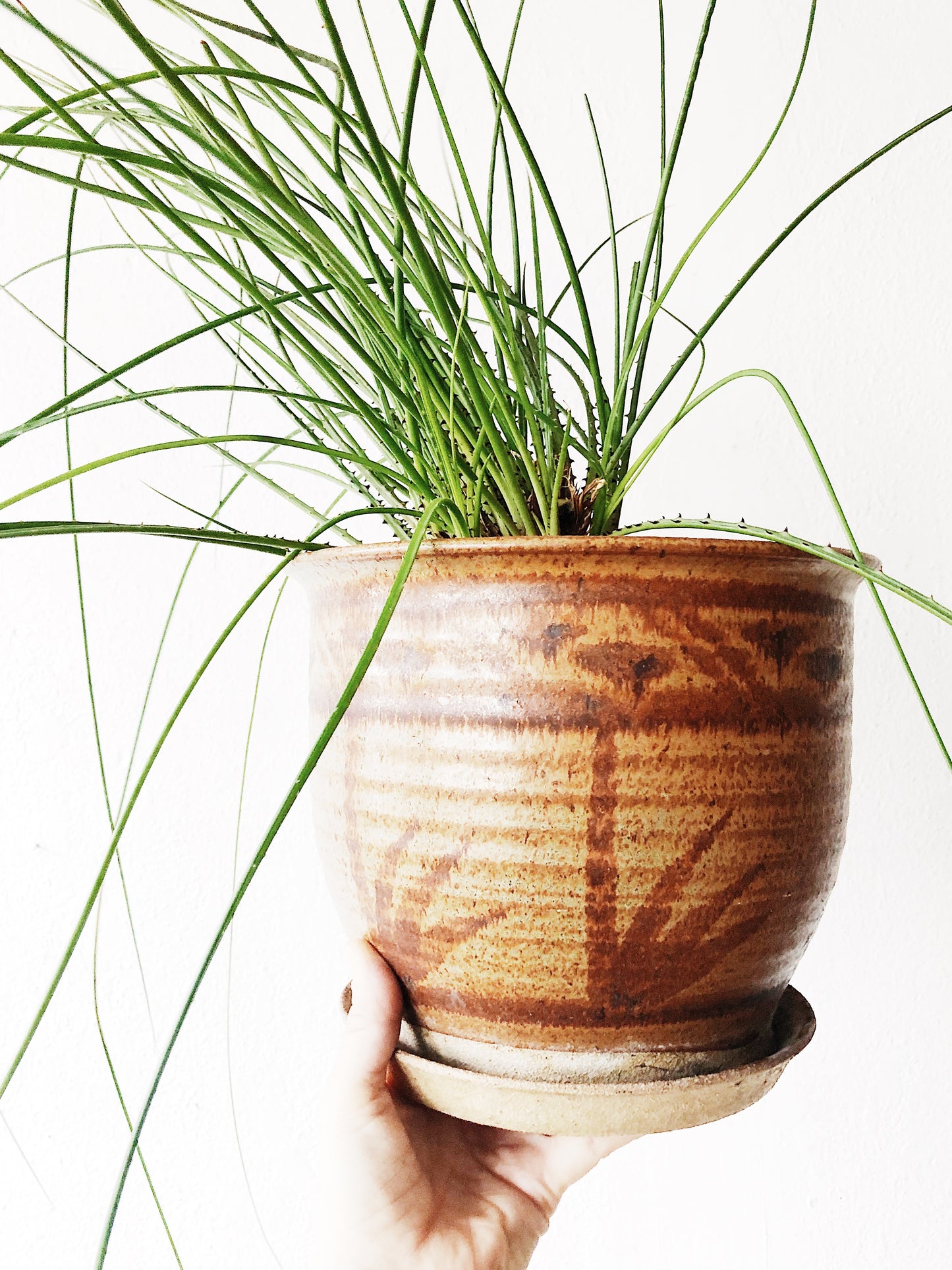 Grassy Agave and Vintage Planter