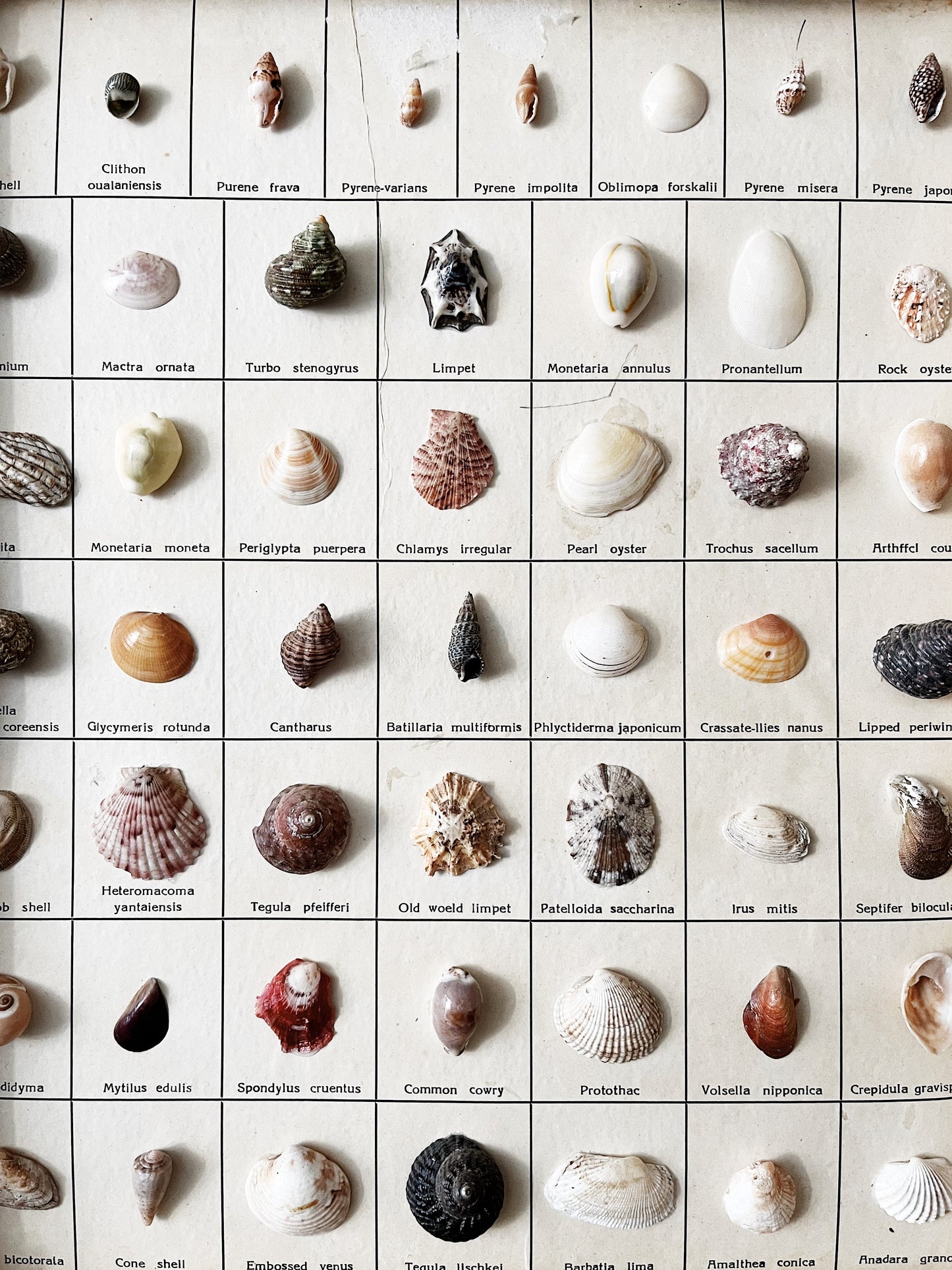 Vintage Shell Collection