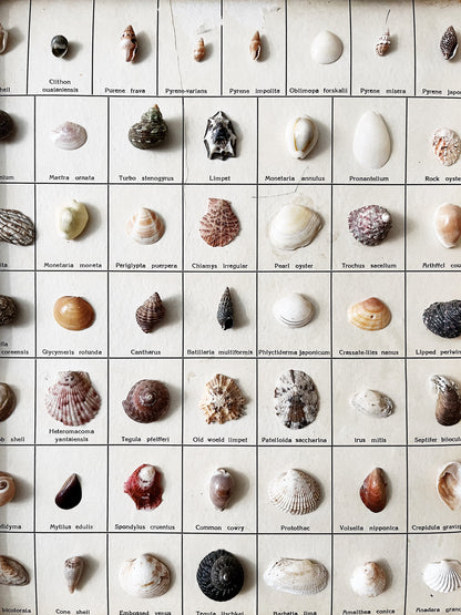 Vintage Shell Collection