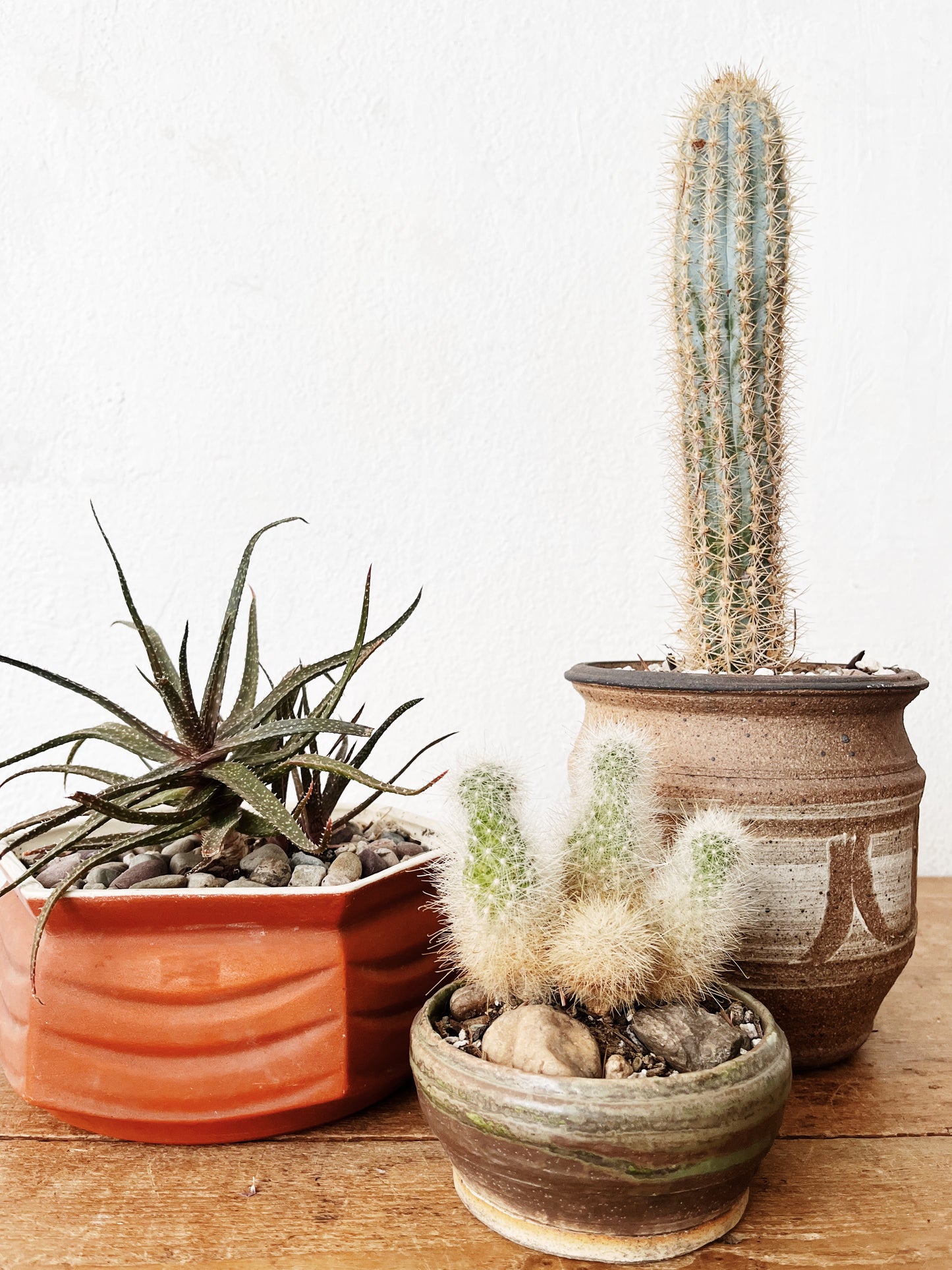 Aloe Bellatula in Vintage Ceramic