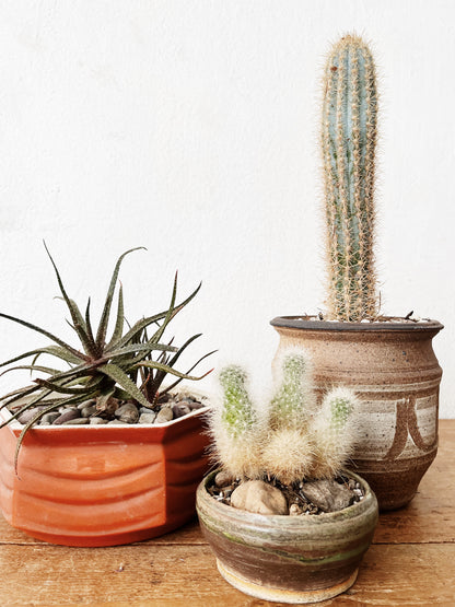 Aloe Bellatula in Vintage Ceramic