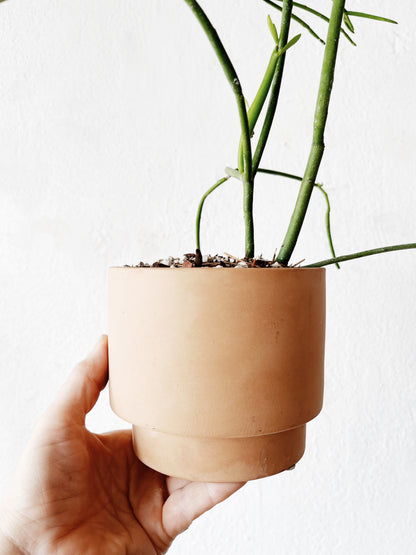 Euphorbia Tirucalli in Ceramic