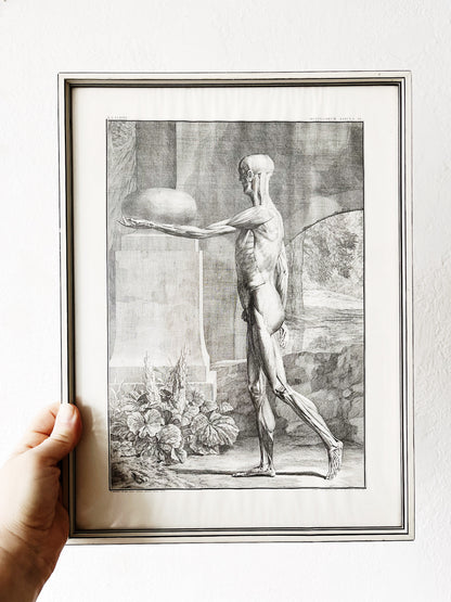 Vintage Anatomical Print