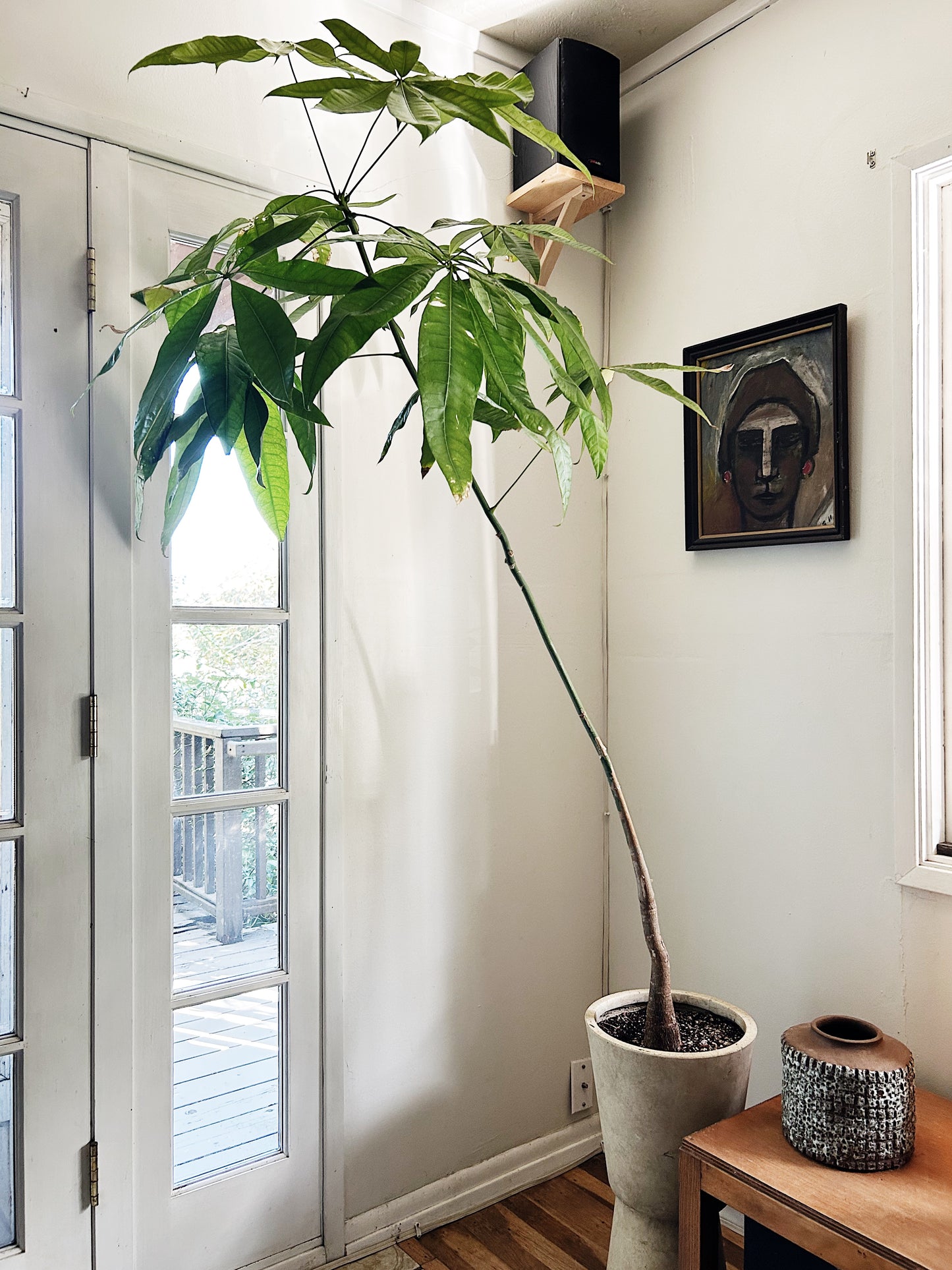 Rare Single Trunk Pachira Floor Plant