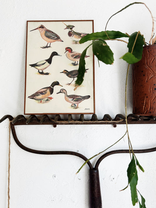 Vintage Framed Illustration