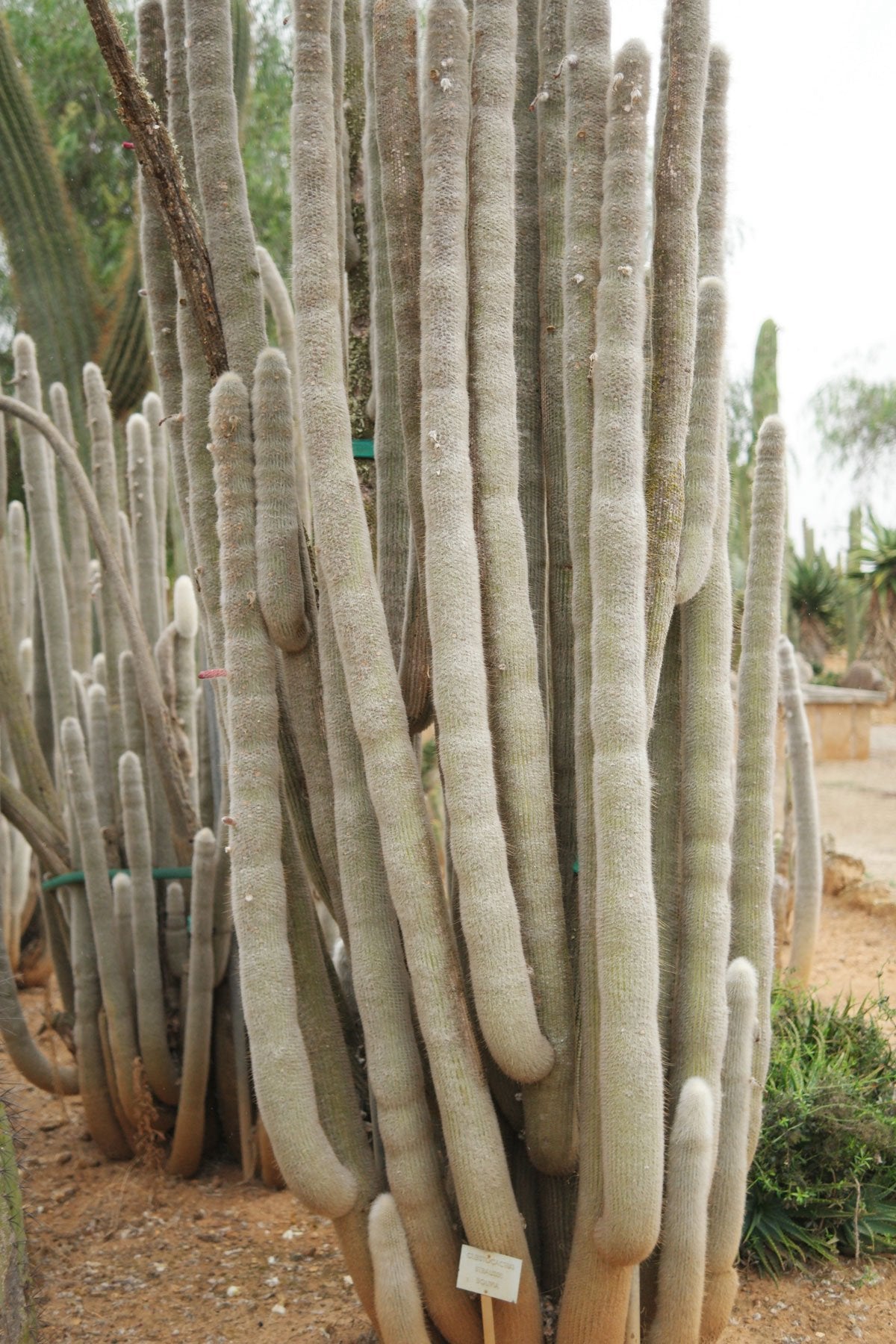 Cleistocactus strausii in Handamde Ceramic