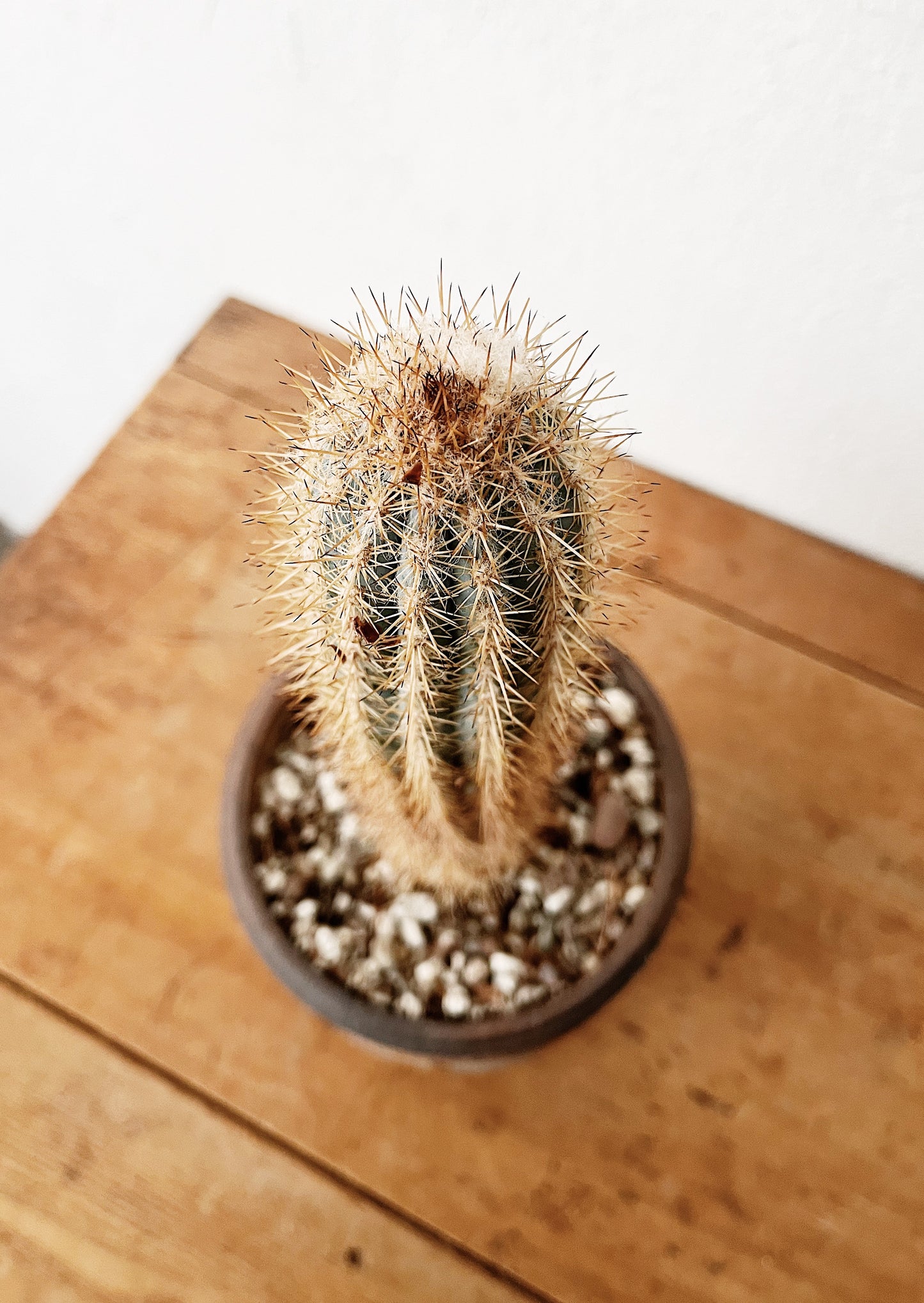 Cleistocactus strausii in Handamde Ceramic