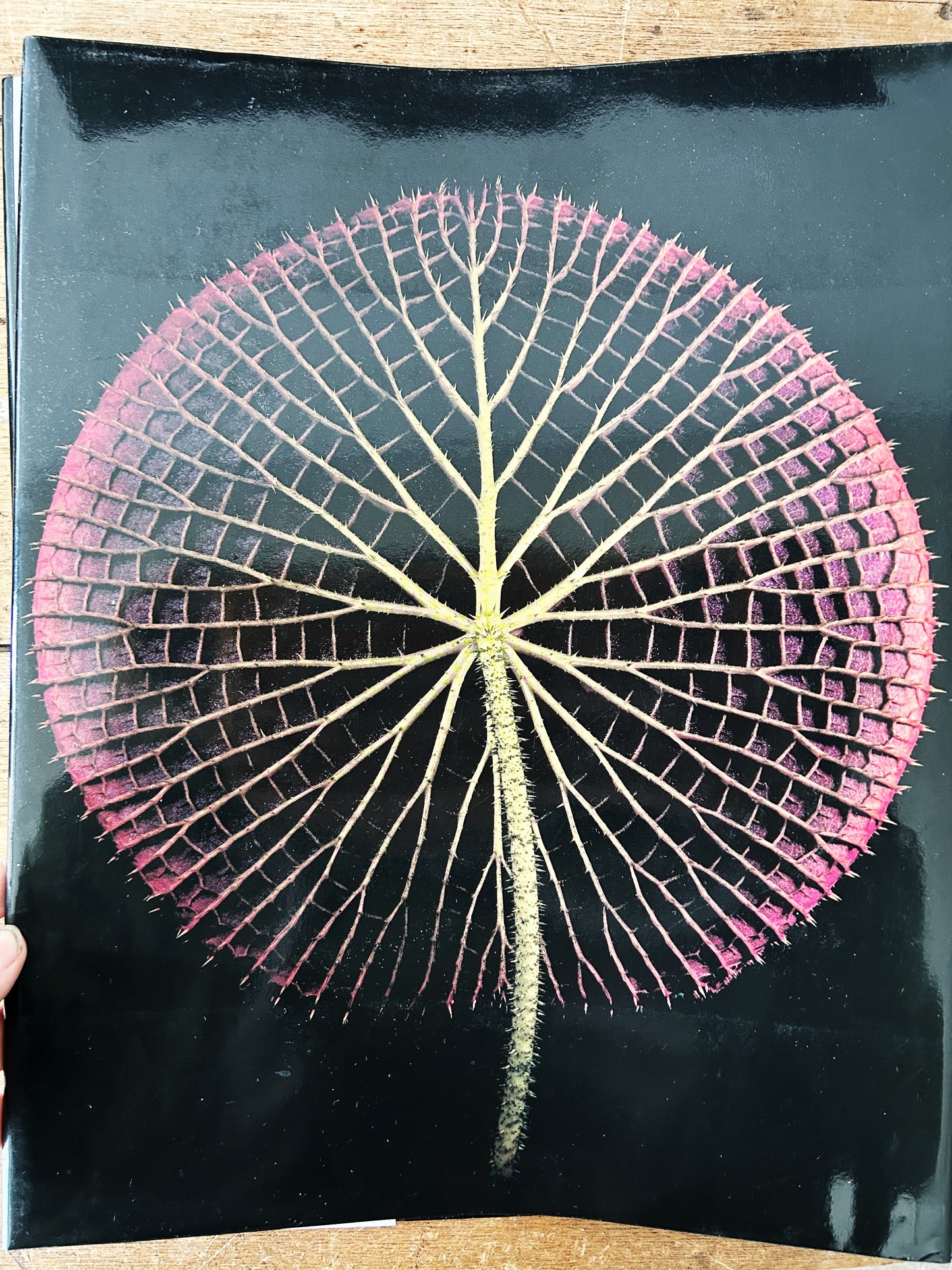 Botanica Magnifica Large Format Hard Cover Art Book