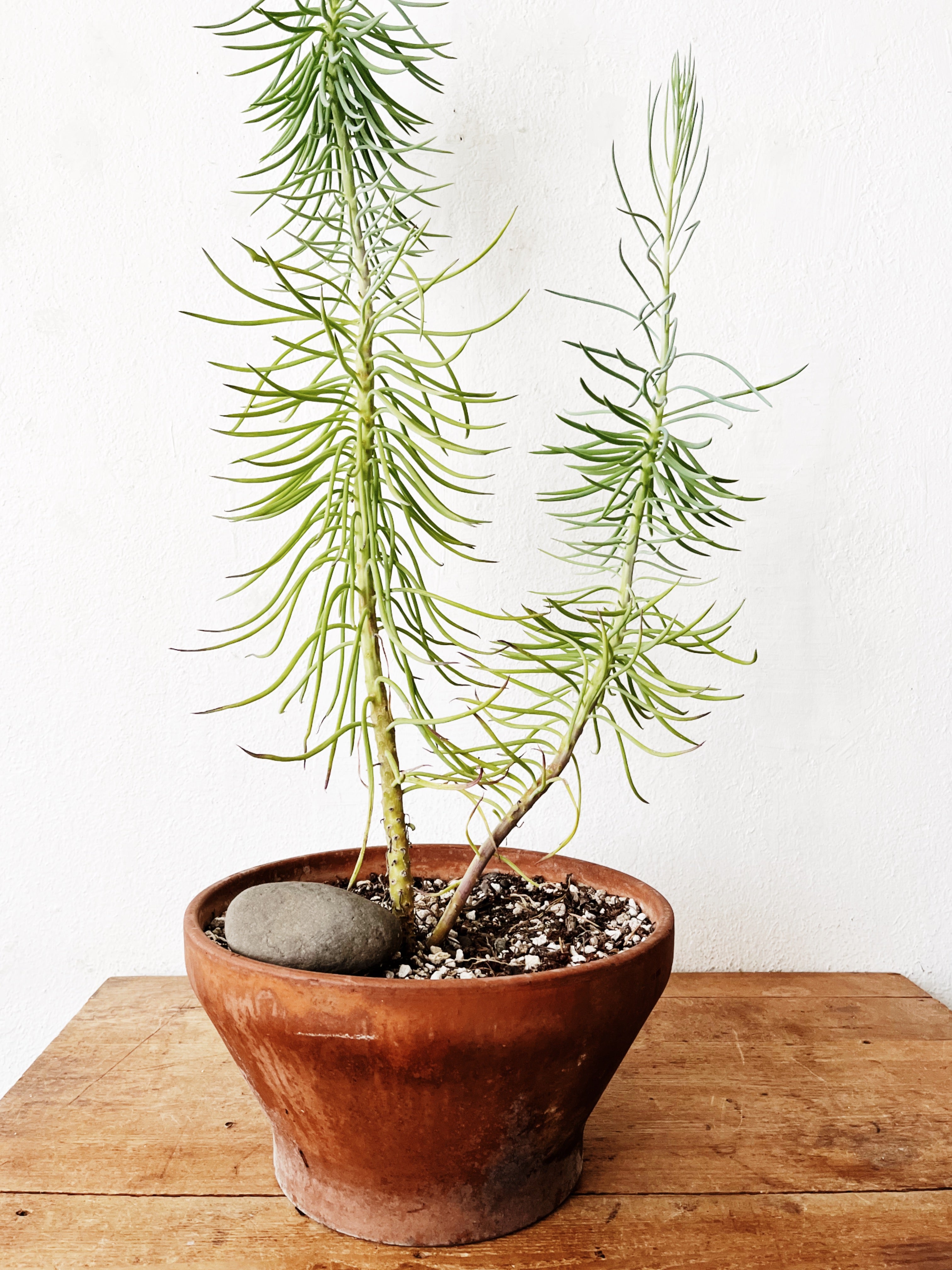 Senecio Barbertonicus in Vintage Terra