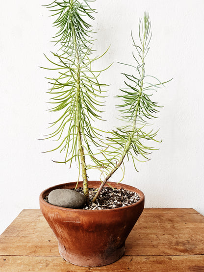 Senecio Barbertonicus in Vintage Terra