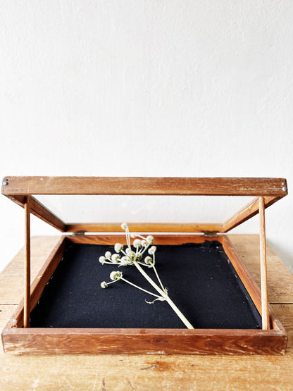 Vintage Display Case