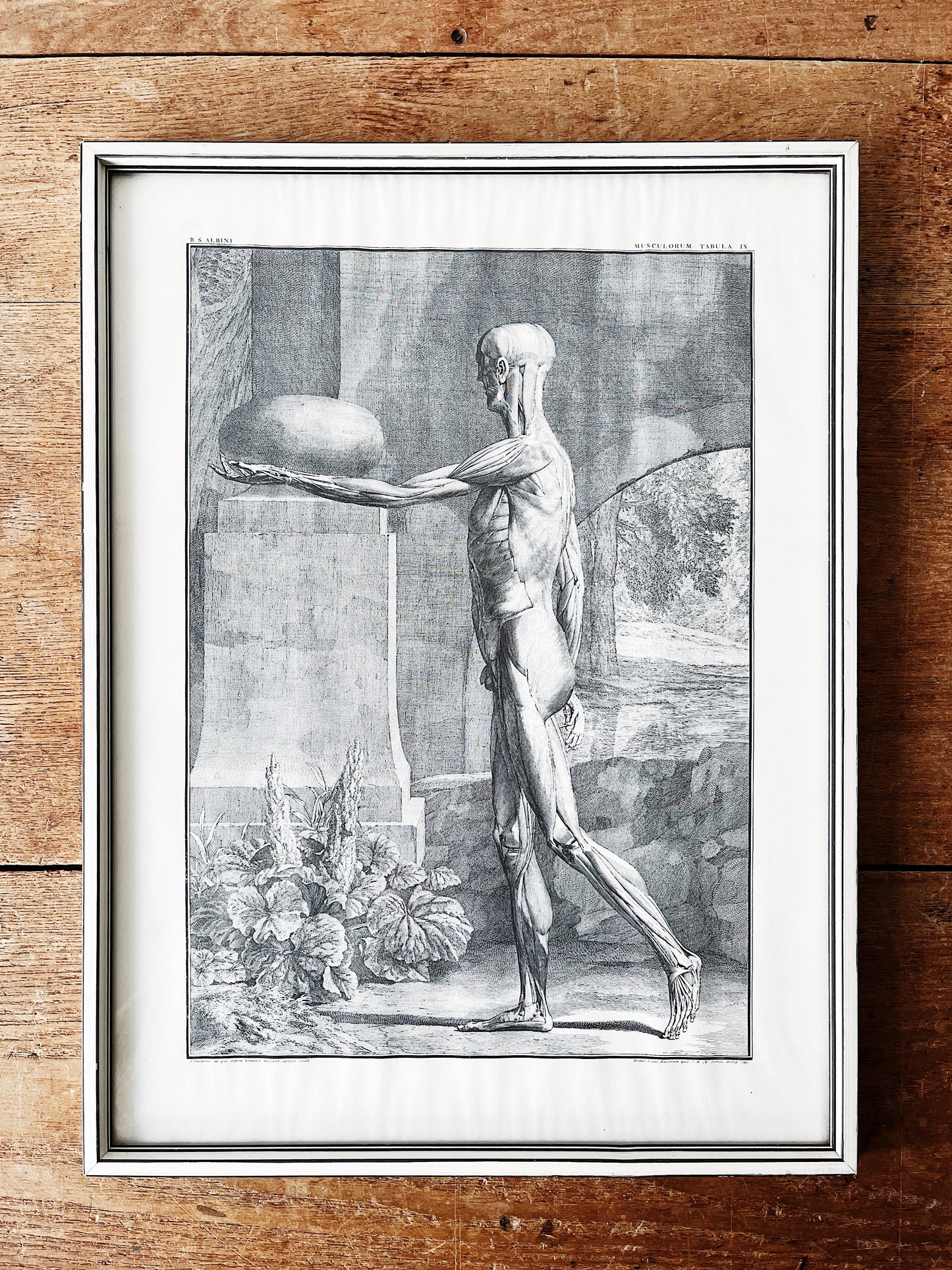 Vintage Anatomical Print