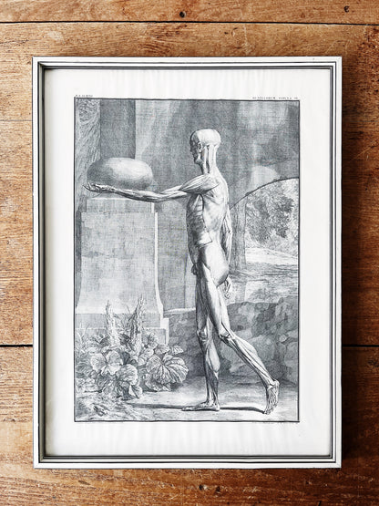 Vintage Anatomical Print