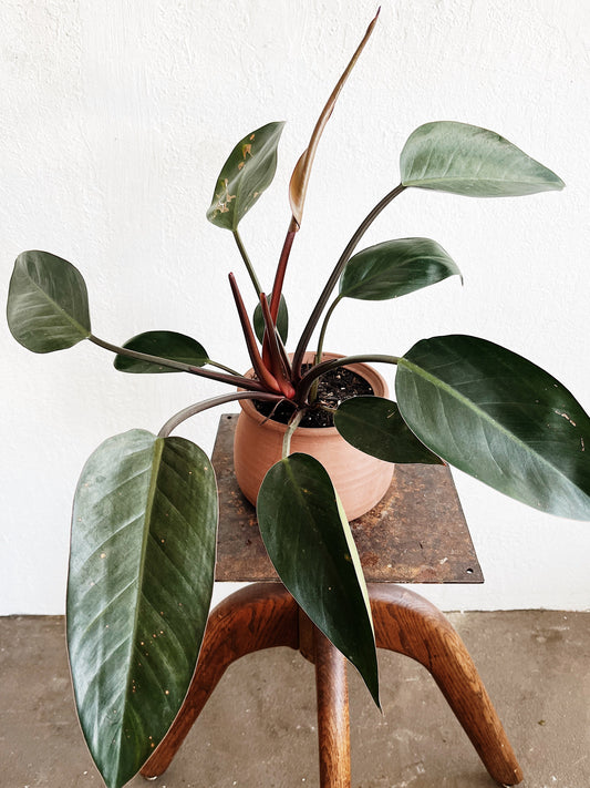 Philodendron Potted in Terracotta