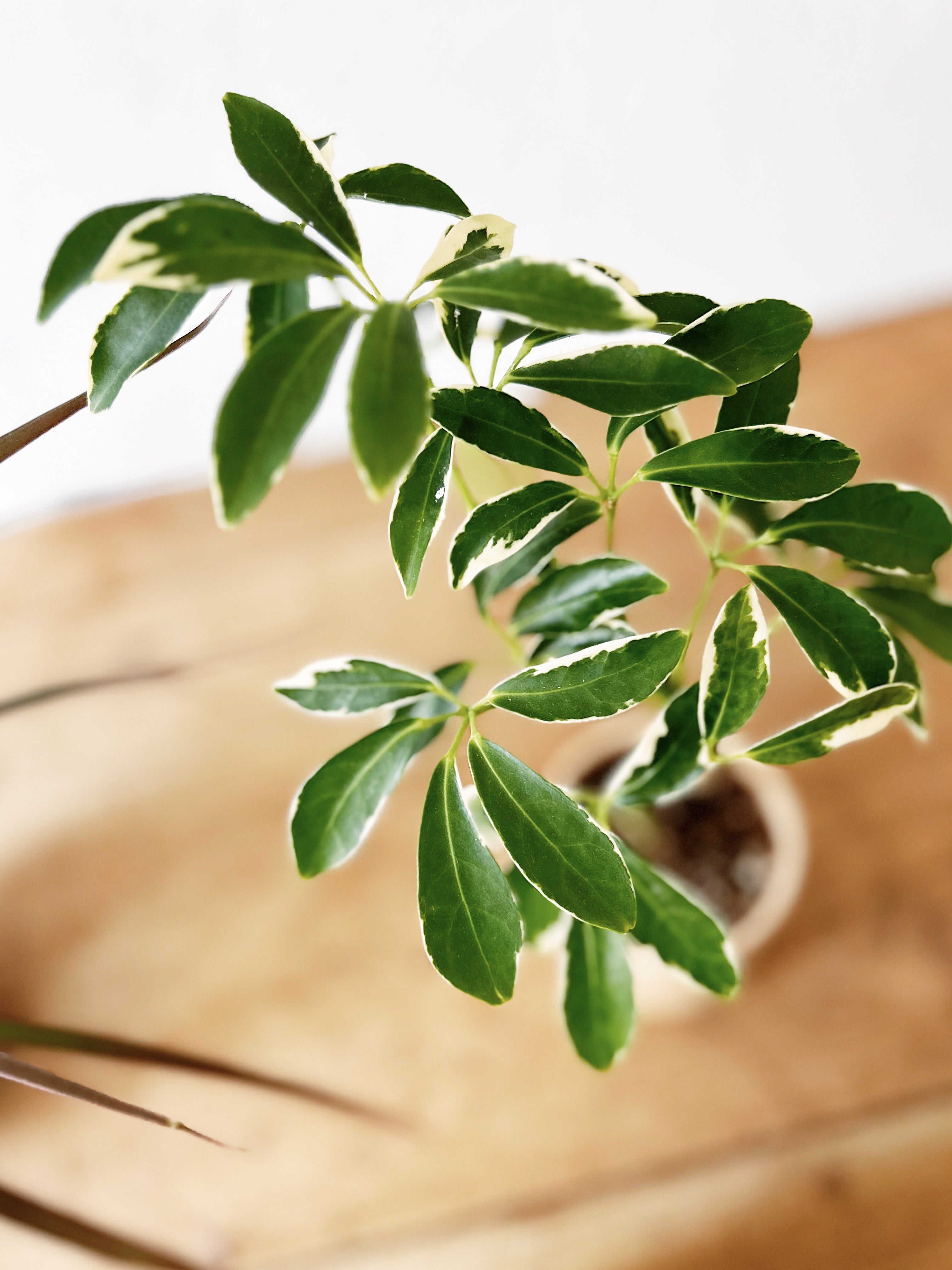 Variegated Schefflera in Pale Clay