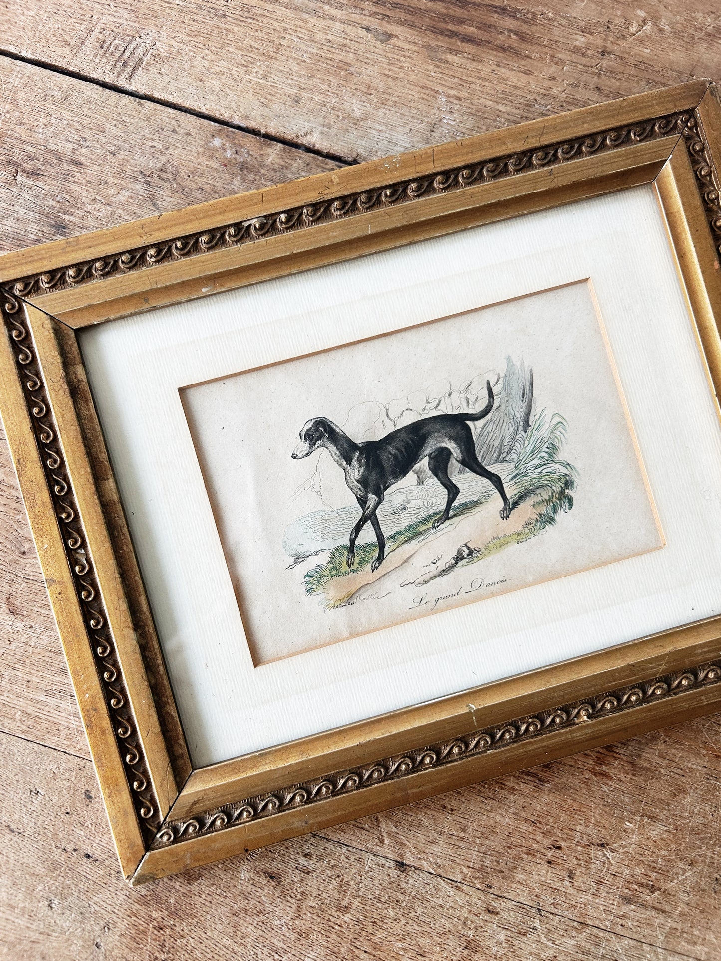 Antique French Great Dane Etching