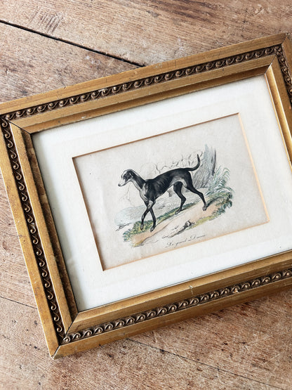 Antique French Great Dane Etching