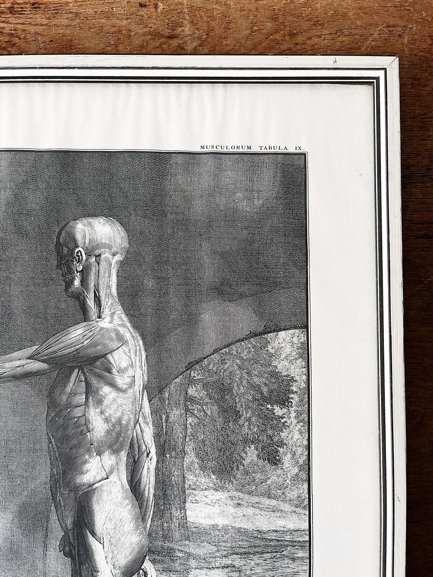 Vintage Anatomical Print