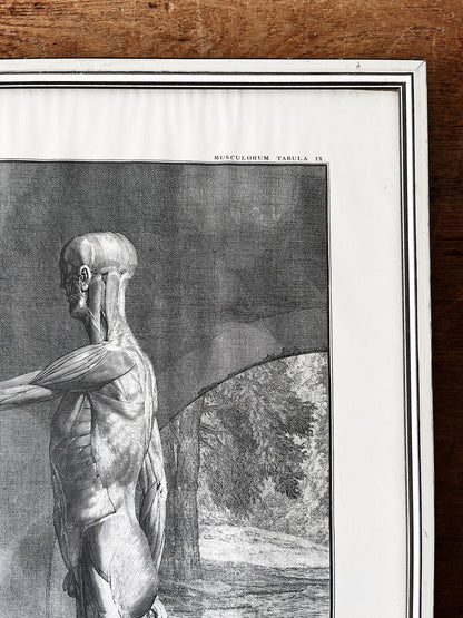 Vintage Anatomical Print
