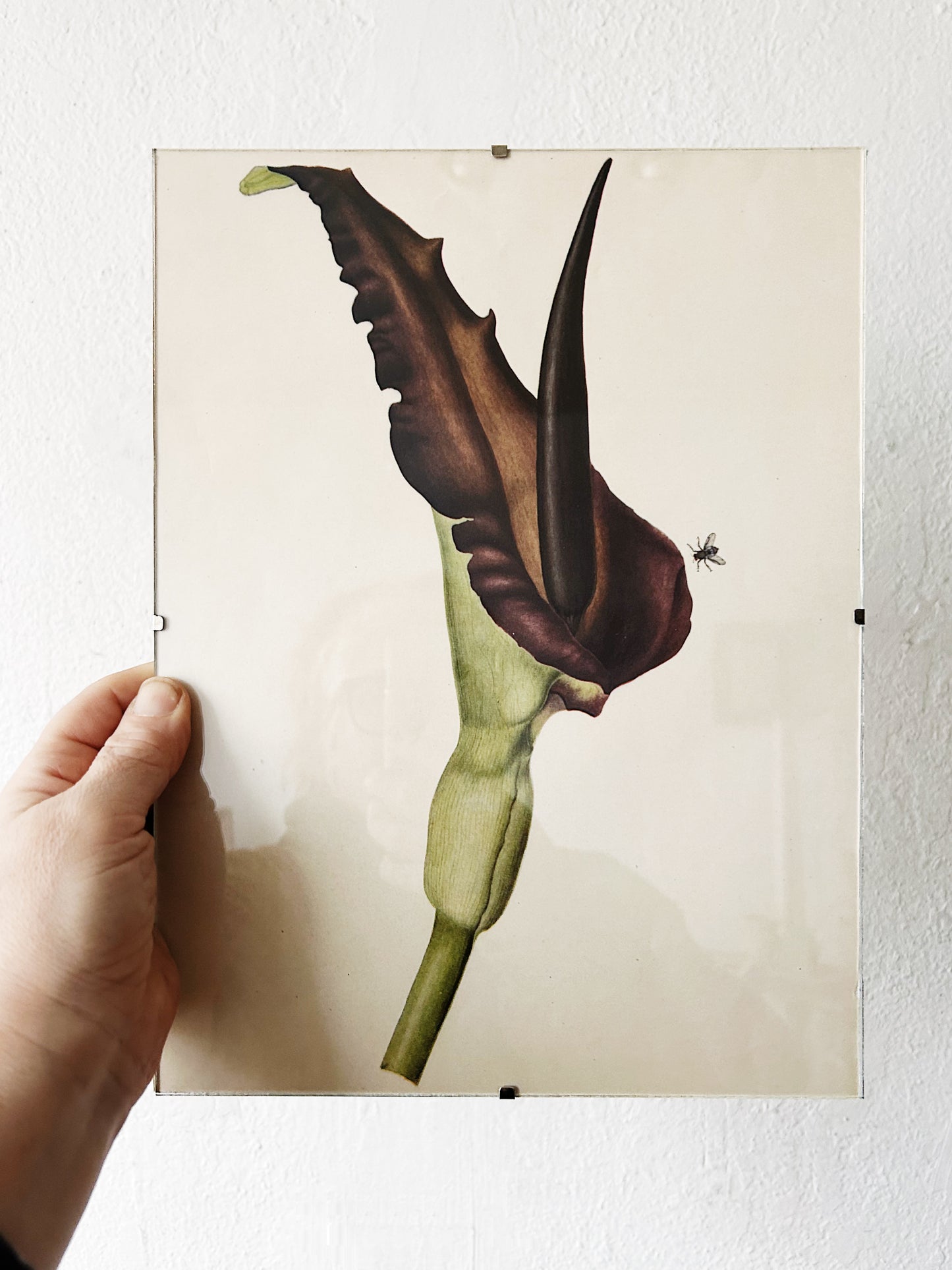 Mid Century Botanical Print