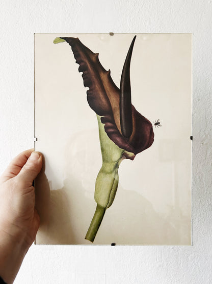Mid Century Botanical Print