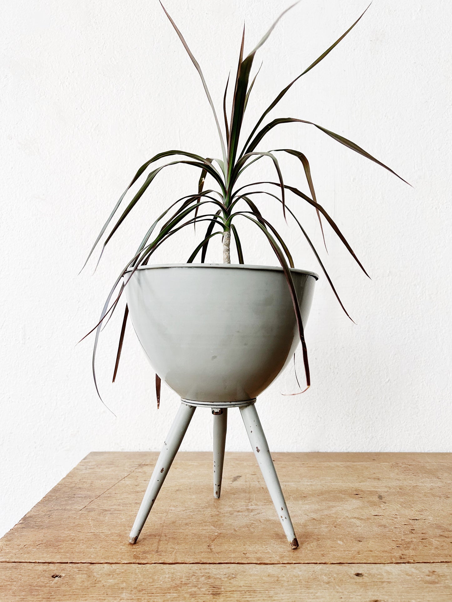 Mid Century Planty
