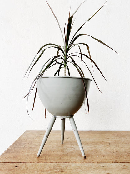 Mid Century Planty